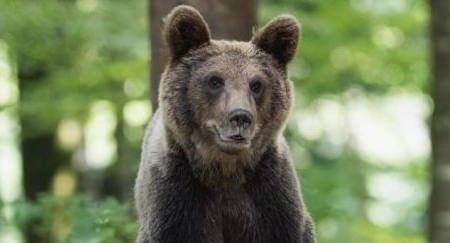Urs semnalat în această dimineață pe o stradă din Baia Mare. Autoritățile au emis mesaj RO-ALERT