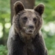 Trei urși semnalați pe Valea Usturoiului din Baia Mare. A fost emis mesaj RO-ALERT