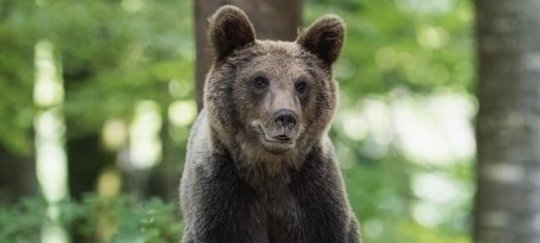 Trei urși semnalați pe Valea Usturoiului din Baia Mare. A fost emis mesaj RO-ALERT