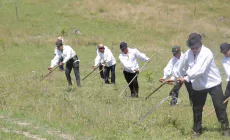 Se organizează clacă de coasă la Muzeul Maramureșului din Sighetu Marmației