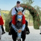 „Caii Maramureșului” – o pasiune moștenită și o tradiție dusă mai departe. Povestea lui Ionuț Tămaș, tânărul din Sârbi care oferă frumusețe evenimentelor