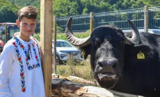 Bivolul, sărbătorit la Suciu de Jos. Un festival care pune în valoare tradițiile Țării Lăpușului