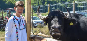 Bivolul, sărbătorit la Suciu de Jos. Un festival care pune în valoare tradițiile Țării Lăpușului