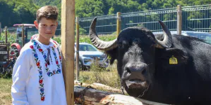 Bivolul, sărbătorit la Suciu de Jos. Un festival care pune în valoare tradițiile Țării Lăpușului