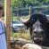 Bivolul, sărbătorit la Suciu de Jos. Un festival care pune în valoare tradițiile Țării Lăpușului