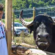 Bivolul, sărbătorit la Suciu de Jos. Un festival care pune în valoare tradițiile Țării Lăpușului
