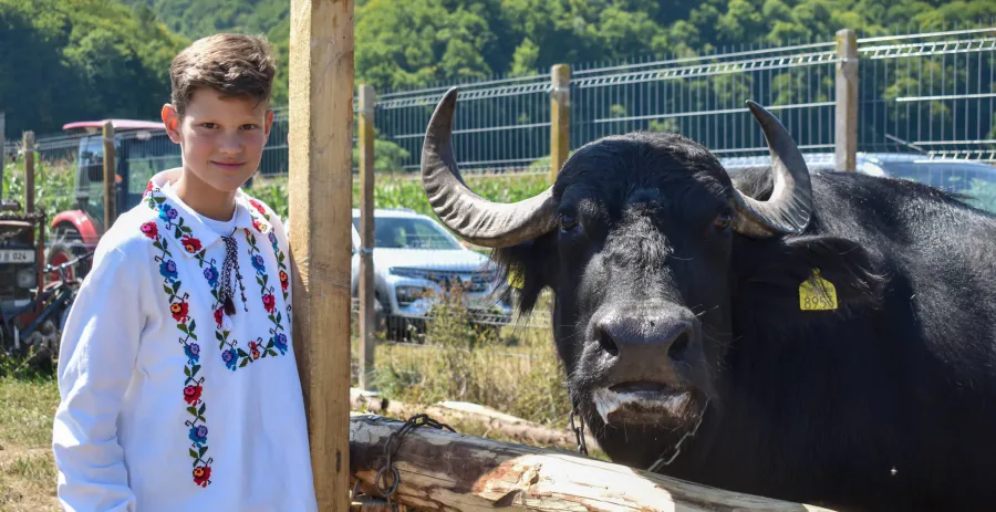 Bivolul, sărbătorit la Suciu de Jos. Un festival care pune în valoare tradițiile Țării Lăpușului