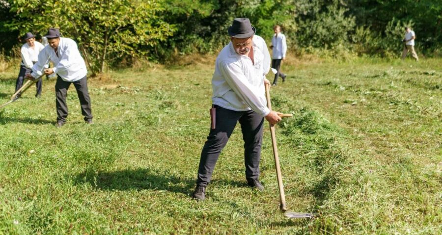 S-a organizat clacă de coasă la Sighetu Marmației