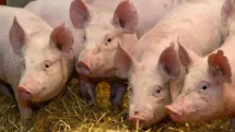 Ce se întâmplă cu porcul românesc?