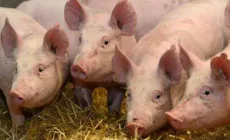 Ce se întâmplă cu porcul românesc?