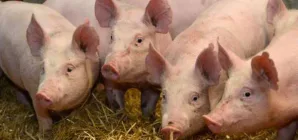 Ce se întâmplă cu porcul românesc?