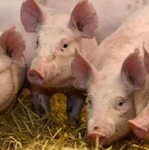 Ce se întâmplă cu porcul românesc?