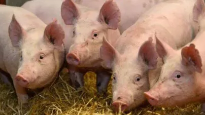 Ce se întâmplă cu porcul românesc?