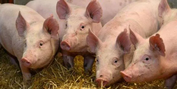 Ce se întâmplă cu porcul românesc?