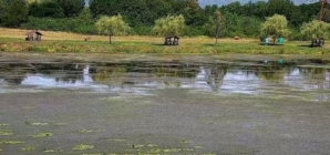Acțiune de voluntariat la Balta Două Veverițe din Recea. Comunitatea este invitată să participe