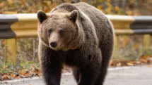 Urs observat din nou la Firiza, în zona tomberoanelor de colectare selectivă
