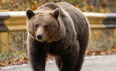 Urs observat din nou la Firiza, în zona tomberoanelor de colectare selectivă