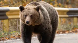 Urs observat din nou la Firiza, în zona tomberoanelor de colectare selectivă