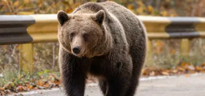 Urs observat din nou la Firiza, în zona tomberoanelor de colectare selectivă
