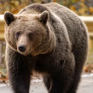 Urs observat din nou la Firiza, în zona tomberoanelor de colectare selectivă