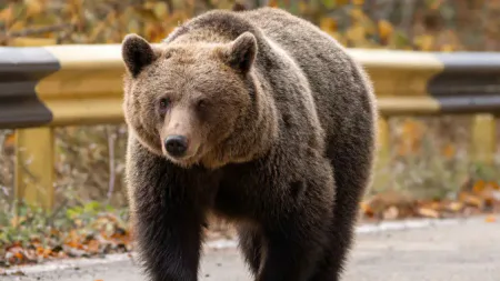 Alertă de urs pe strada Colonia Topitorilor din Baia Mare. A fost transmis mesaj RO-Alert