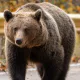 Urs observat din nou la Firiza, în zona tomberoanelor de colectare selectivă