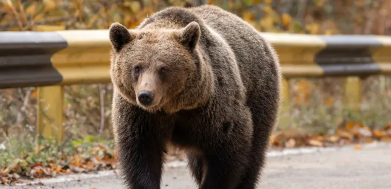 Urs observat din nou la Firiza, în zona tomberoanelor de colectare selectivă