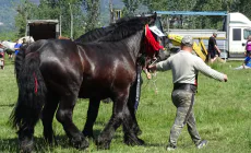 Festival ecvestru și târg expozițional de animale la Seini