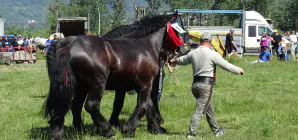 Festival ecvestru și târg expozițional de animale la Seini
