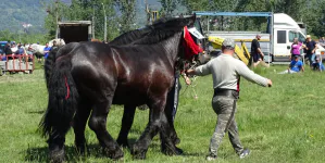 Festival ecvestru și târg expozițional de animale la Seini