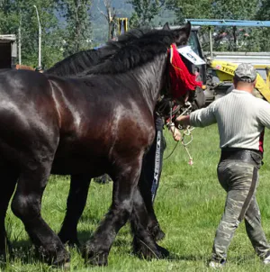 Festival ecvestru și târg expozițional de animale la Seini