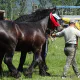 Festival ecvestru și târg expozițional de animale la Seini