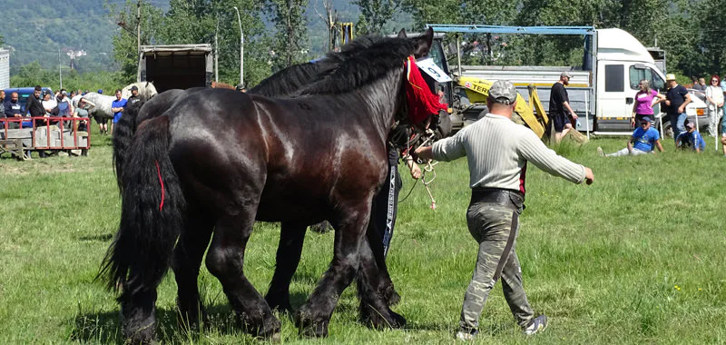 Festival ecvestru și târg expozițional de animale la Seini