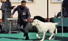 Dog Show 2026 se desfășoară în acest weekend la Tăuții-Măgherăuș