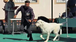 Dog Show 2026 se desfășoară în acest weekend la Tăuții-Măgherăuș