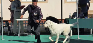 Dog Show 2026 se desfășoară în acest weekend la Tăuții-Măgherăuș