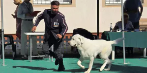 Dog Show 2026 se desfășoară în acest weekend la Tăuții-Măgherăuș