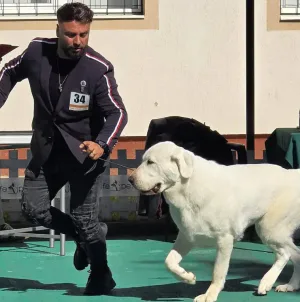 Dog Show 2026 se desfășoară în acest weekend la Tăuții-Măgherăuș