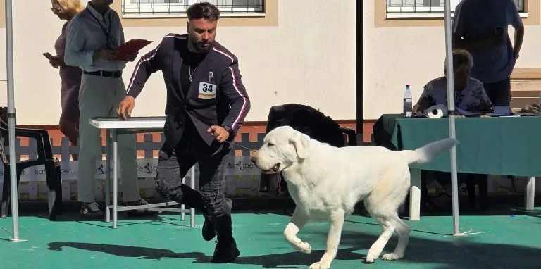 Dog Show 2026 se desfășoară în acest weekend la Tăuții-Măgherăuș