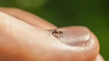 Culicoidele, musculițele aproape invizibile care pot transmite boli la animale, semnalate și în Maramureș. Ce trebuie să știm