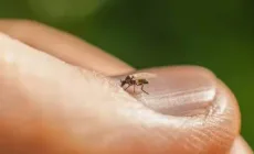 Culicoidele, musculițele aproape invizibile care pot transmite boli la animale, semnalate și în Maramureș. Ce trebuie să știm