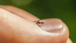 Culicoidele, musculițele aproape invizibile care pot transmite boli la animale, semnalate și în Maramureș. Ce trebuie să știm
