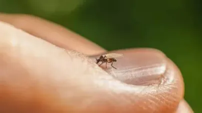 Culicoidele, musculițele aproape invizibile care pot transmite boli la animale, semnalate și în Maramureș. Ce trebuie să știm
