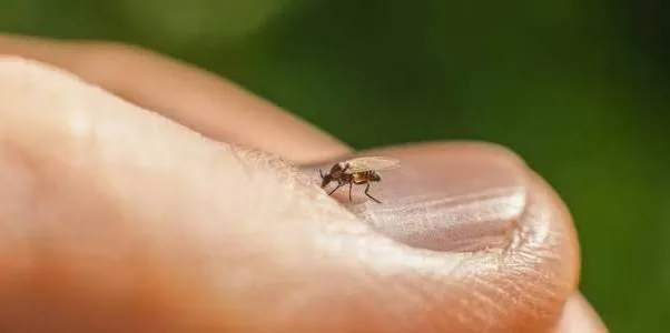Culicoidele, musculițele aproape invizibile care pot transmite boli la animale, semnalate și în Maramureș. Ce trebuie să știm