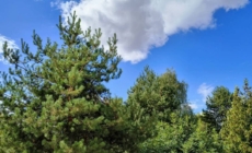Prognoza meteo Maramureș, marți 8 septembrie 2026