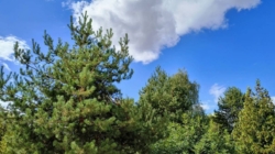 Prognoza meteo Maramureș, marți 8 septembrie 2026