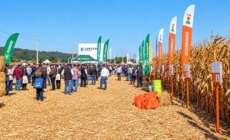 Porumbul după secetă: ce au spus fermierii reuniți la Colțirea de Ziua Porumbului