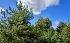 Prognoza meteo Maramureș, sâmbătă 26 septembrie 2026