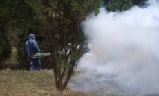 Dezinsecție în Baia Mare împotriva țânțarilor și căpușelor