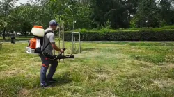 Se face dezinsecție în Tăuții-Măgherăuș; Ce zone sunt vizate